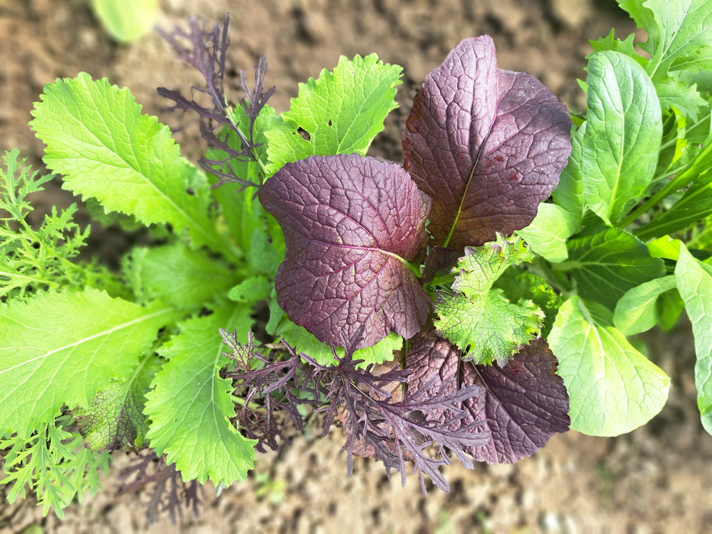 Öntözés nélkül nincs kert