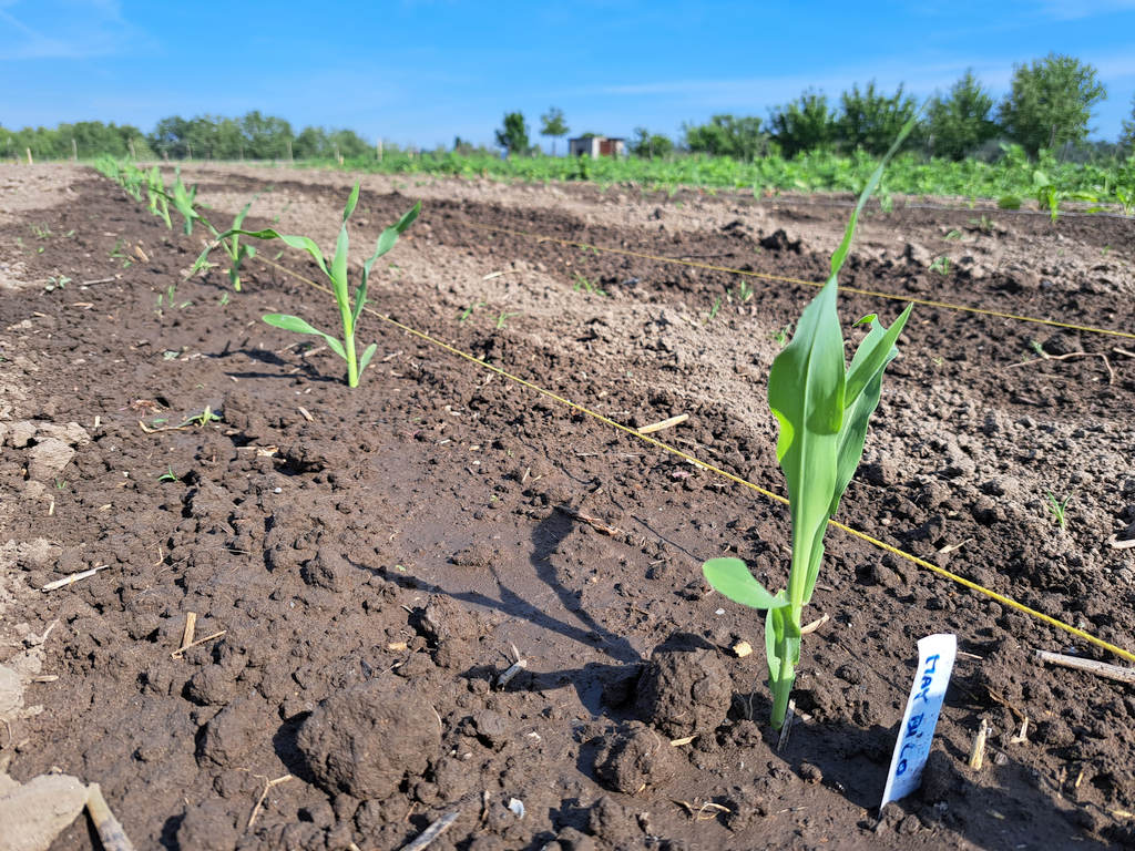 A nyárnak dolgozunk