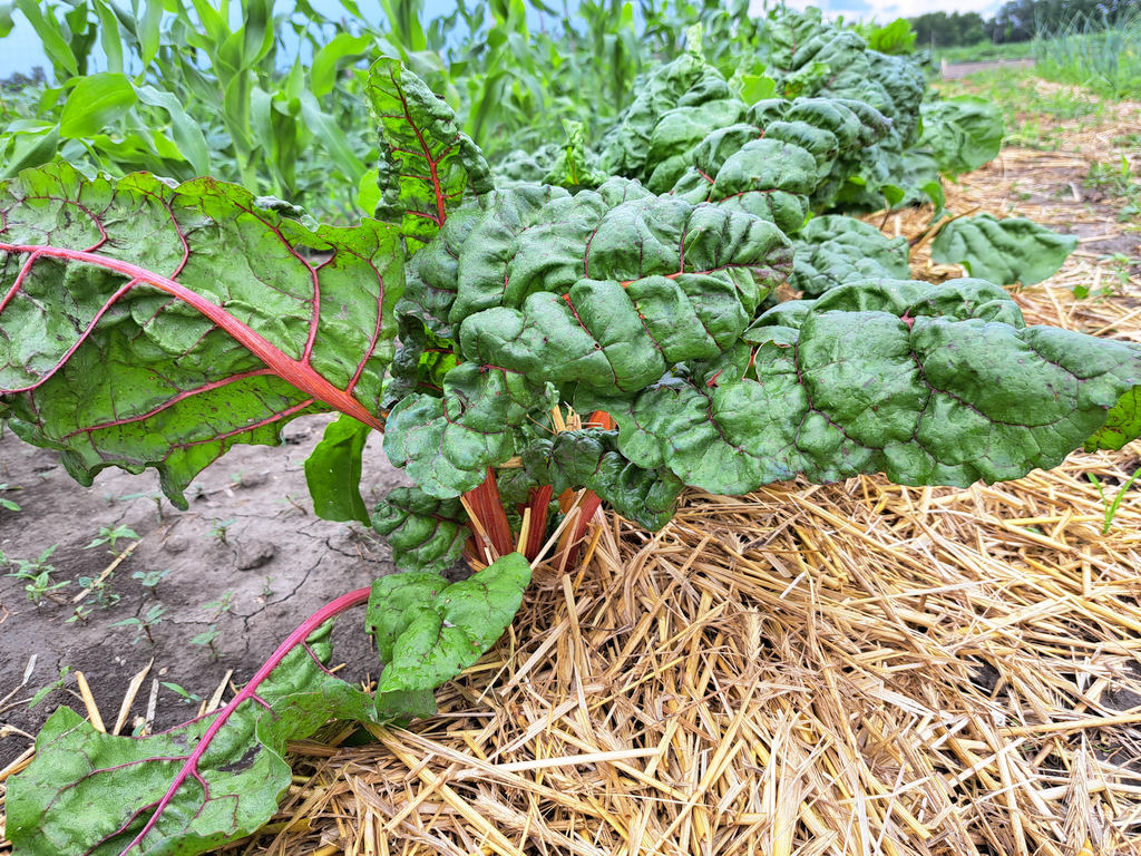 Mángold – több, mint nyári spenótpótló levélzöldség