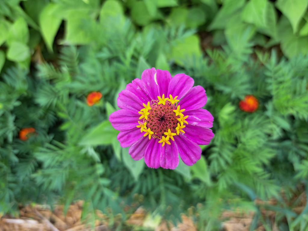 Nyári zöldségek és brutális kánikula a Zöldikén